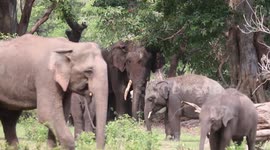 Rare giant tusker spotted in Sri Lanka