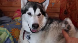 Our Alaskan Malamute Sojou has such strong maternal instincts that she plays with her squeaky toy as if it was a new born puppy