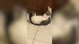 Cat does workout
