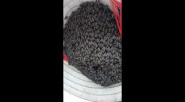 Thousands of bees nest in the man's hat as he places the hat at the stump