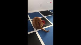 Trash Can Head, Cat Fail