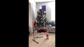 Dog Shoots and Scores Basketball