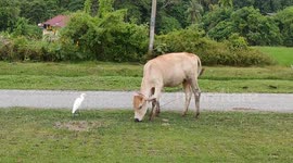 Egret bird keeps following and bites cow's body