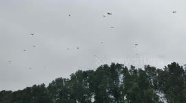 Animal lover feeds wild eagles in Malaysia