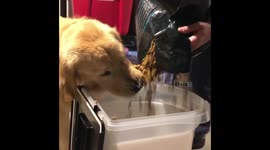 Sneaky dog gobbles up food as it's being poured into bucket
