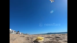 Seagulls flying and feeding on the sand on the shore of Bahia de Kino beach, a tourist destination in the Gulf of California or Sea of Cortez in the state of Sonora, Mexico. Gulls Birds, Seagulls, Sea Gulls, Red Sea, northwest, nature photography, birds,