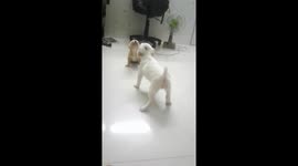 Super cute voice battle of 2 puppies