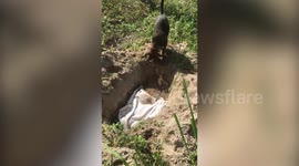 Heartbreaking moment grieving pet dog buries his dead friend