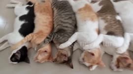 Moment The cute cats lying hugging each other lined up waiting to be vaccinated