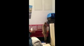 Stupide Cat