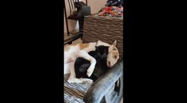 Watch the adorable moment these dog and cat best friends snuggle up with each other