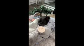 Stitch and his baby brother
