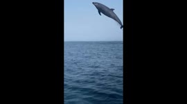 Playful bottlenose dolphin leaps 10 feet into air as it chases boat off California's coast