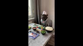 Watch this French bulldog 'make' sushi in funny video