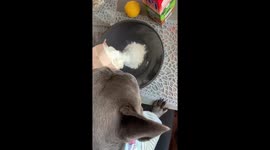 French bulldog makes a cake by himself