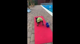 French bulldog is doing Yoga