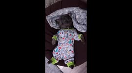 French bulldog snoring