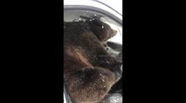 The bear climbed into the car