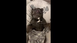 Snoring french bulldog