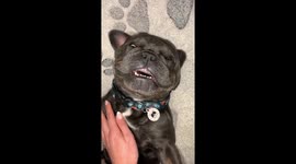 Frenchie snoring