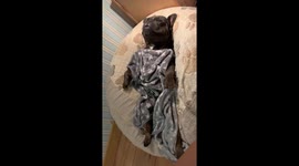 Cutest frenchie sleeping