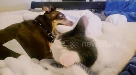 Six-year-old 'Minipin' loves his brother Louie the cat