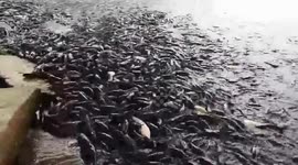 Thousands of fish pile onto rocks during feeding frenzy in Vietnam