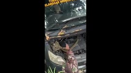 Fearless police officer tussles with huge python found under car hood in Indonesia