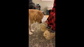 Adorable moment golden retriever mistakes dog slippers for puppies