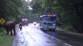 Wild elephants struggle to cross busy road as vehicles fail to halt in Sri Lanka