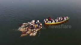Bizarre moment cows in India swim across river as traders use shortcut to save time