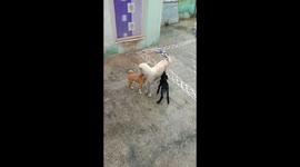 Motherly love - A Dog feeding a lamb in Southern India