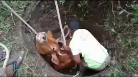 Firefighters rescue cow that fell into open septic tank in southern India