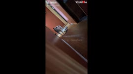 Dogs Reaction on Finger Flip