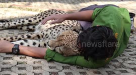 Zookeepers cuddle lonely tigers as Covid-19 kills tourism in Thailand