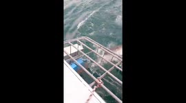 Great white shark nearly bites off man's hand during cage dive trip