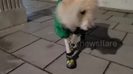 Funny and cute dog walking with his owner in cute shoes and jacket that keep his paws warm