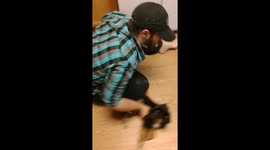Is that a boomerang?! Australian shepherd keeps coming back for more floor scoots