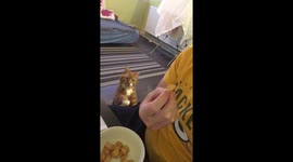 Funny Cat Taps Me With Paw For Attention