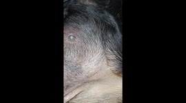 Puppies kicking up a storm in mama dog who is due any day