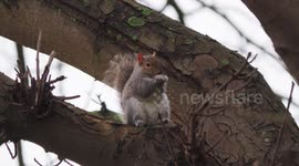 Squirrel enjoys a snack on a tree branch on a cold day in Kent, UK