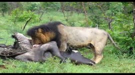 Mapogo Makulu Lion feeding on Buffalo in Sabi sands, Kruger National Park