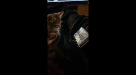 As the US Capitol is taken over by protesters this kitten is more interested in bird videos