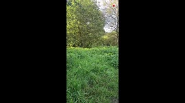 Skidding Dog, Too Quick For Her Own Legs