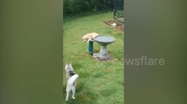 Watch as this golden retriever pup eschews her doggy pool and tries to go swimming in a birdbath instead