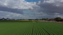 Aerial view of plots, hectares of crops in the town of Marte R Gómez or also called Tobarito, it is an ejido of the municipality of Cajeme, located in the south of the Mexican state of Sonora, in the Yaqui Valley region, 9 kilometers from the head municip