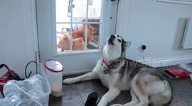 Birds of a feather flock together even when they are an Alaskan Malamute like our Sojou