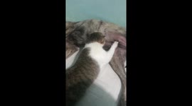 The cat was very embarrassing when it was found that he was sucking the dog's milk