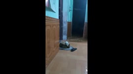 Cats were discovered while massaging dogs very hard