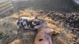 Performing Pigs! Silly pigs playing and rolling